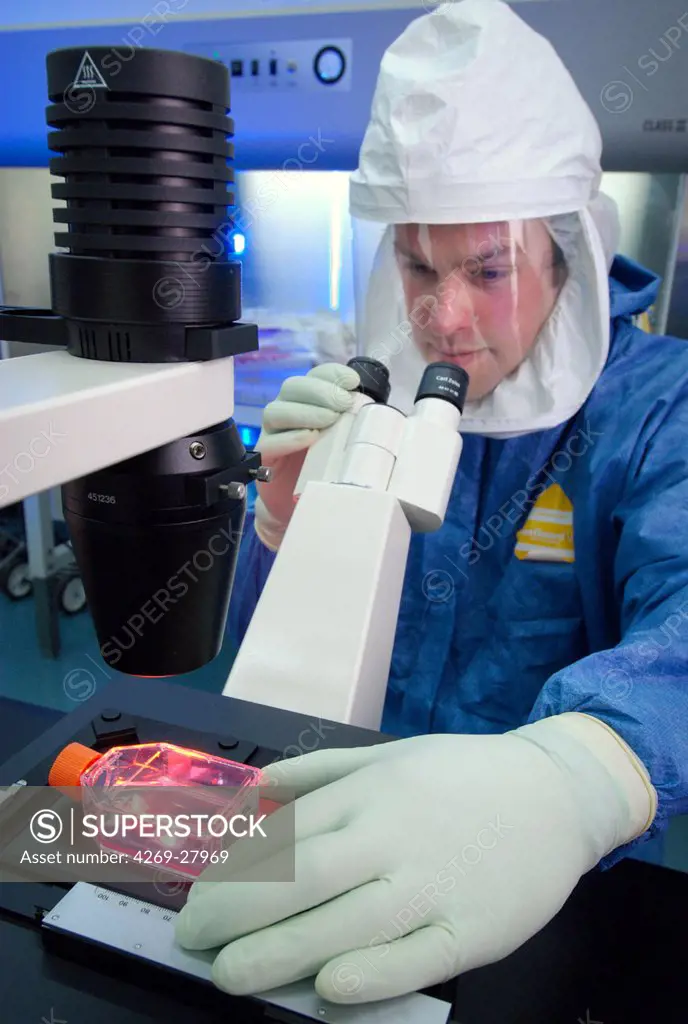 Recherche sur la grippe. Reasercher examining a culture flask containing Madin-Darby Canine Kidney epithelial cells (MDCK), and looking for any signs of growth of a stock of influenza virus.