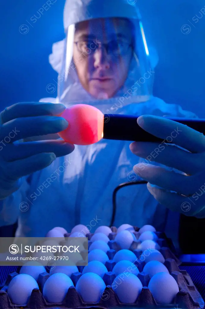 Recherche sur la grippe. Fertilised chicken are frequently used in influenza research. Eggs are injected with samples of influenza viruses that have been recently circulating in the population.