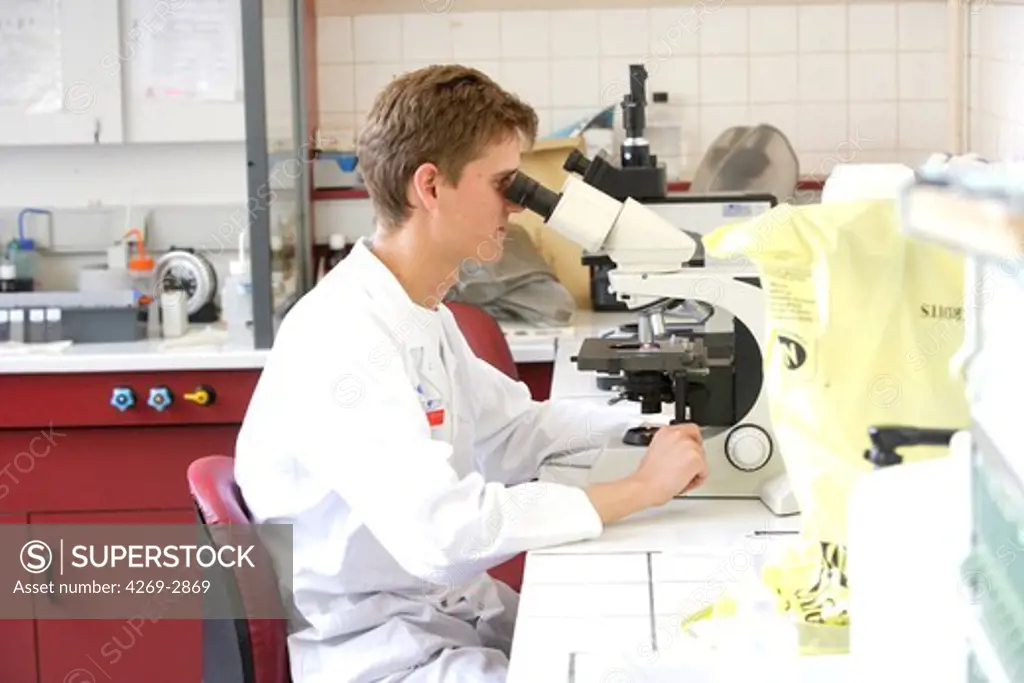 A laboratory technician is examining a blood sample (blood smear) on a light microscope, to search for malaria parasite (plasmodium). Laboratory of Parasitology and Mycology, Department of Pr Dupouy-Camet, Cochin Hospital, Paris, France.