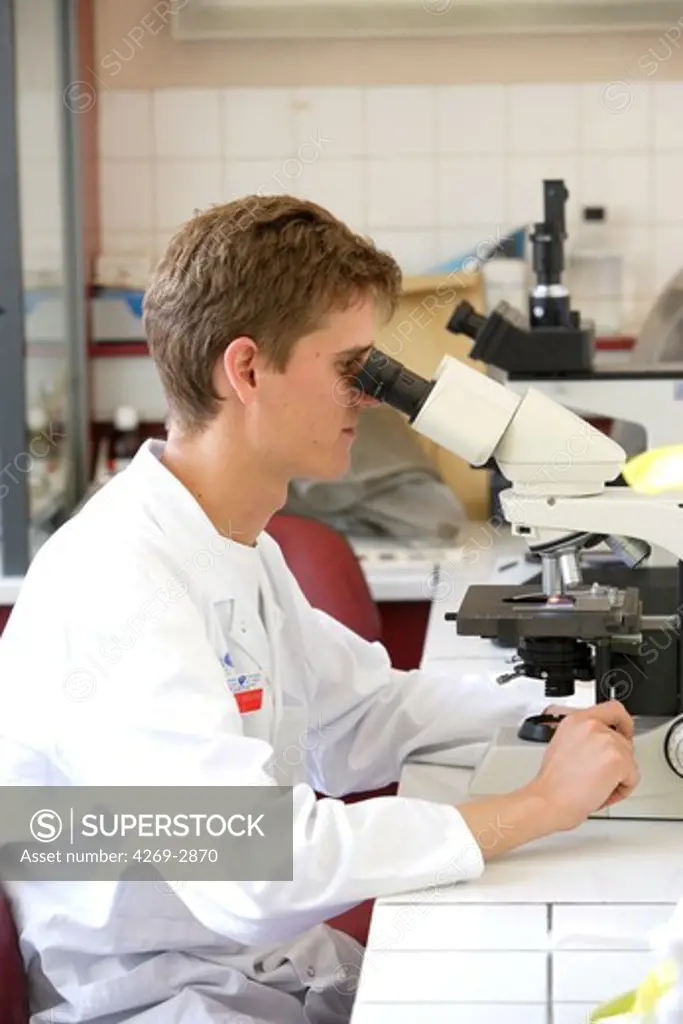 A laboratory technician is examining a blood sample (blood smear) on a light microscope, to search for malaria parasite (plasmodium). Laboratory of Parasitology and Mycology, Department of Pr Dupouy-Camet, Cochin Hospital, Paris, France.