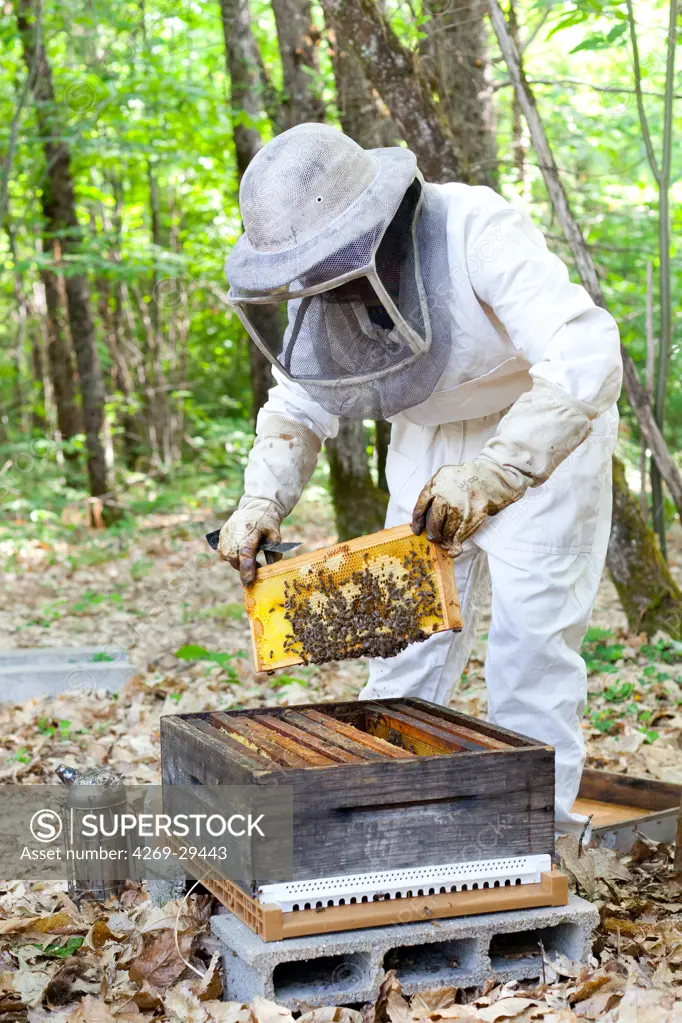 Female beekeeper. Honey production in Dordogne, south of France.