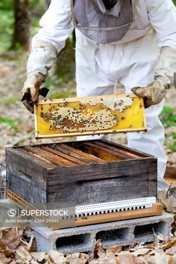 Beekeeping. Honey production in Dordogne, south of France.