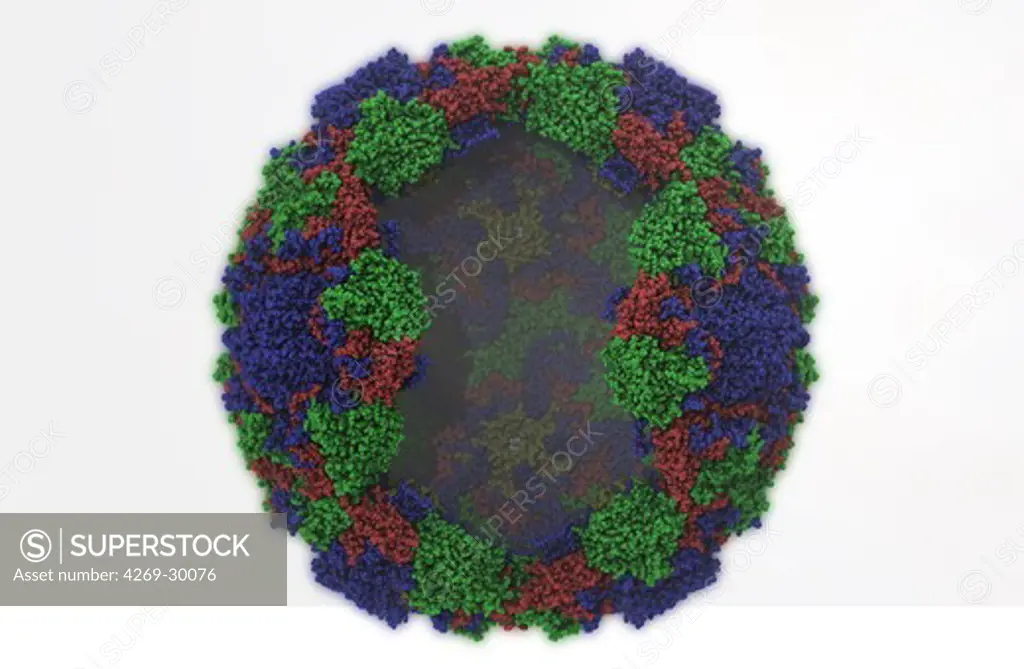 Rhinovirus 16 protein capsid (3D data 1AYM from http://www.rcsb.org). The single stranded RNA genome inside the capsid is not visible here. There are more than 100 known serotypes. Rhinovirus causes 30 to 50% of the common cold, the most common infection disease in humans with no known cure.  Common symptoms are cough, sore throat, runny nose, nasal congestion, and sneezing. Rhinovirus gets its name from the Greek rhin- which means nose.