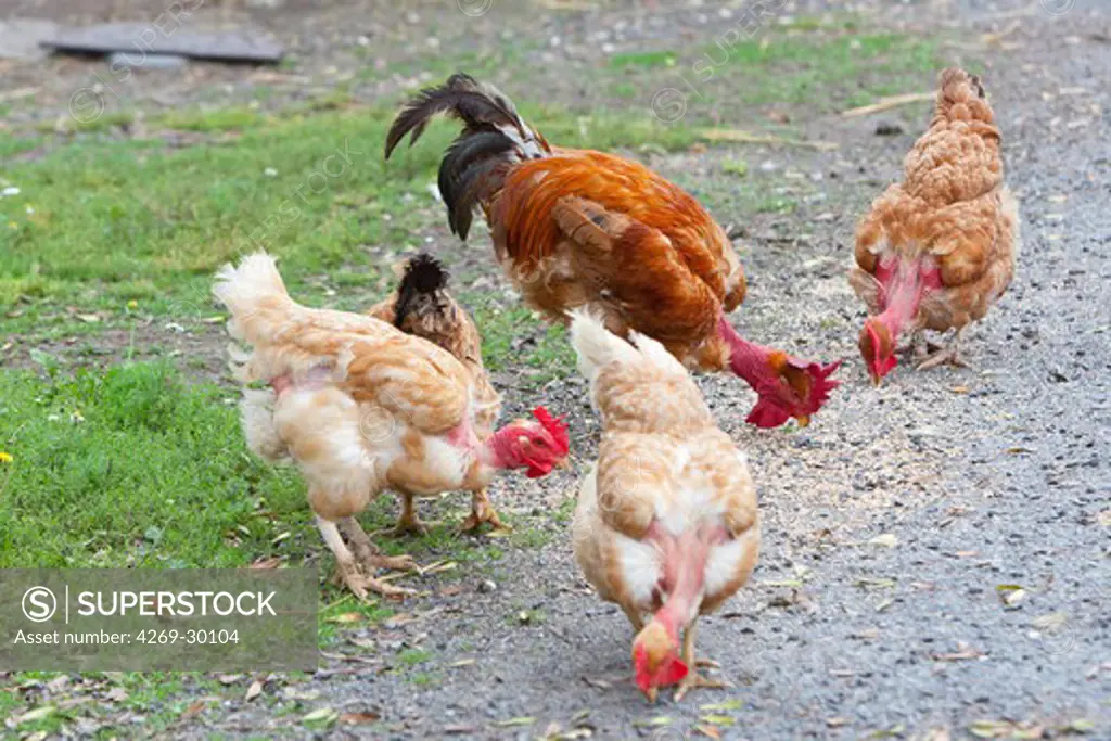 Organic chicken farming.