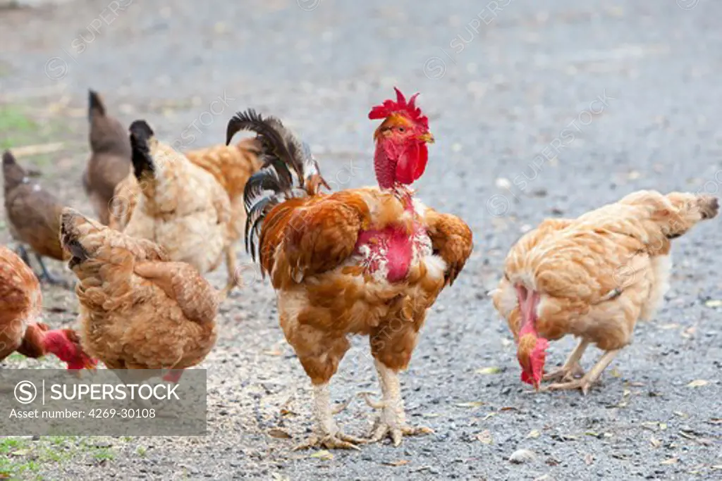 Organic chicken farming.