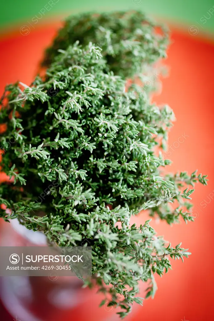 Thyme. Thymus vulgaris. This herb is used in cookery for its aromatic flavour. In phytotherapy, it is used as fluxing medium and expectorant, for cough and sorethroat (internal use), and disinfectant and revulsive (external use).