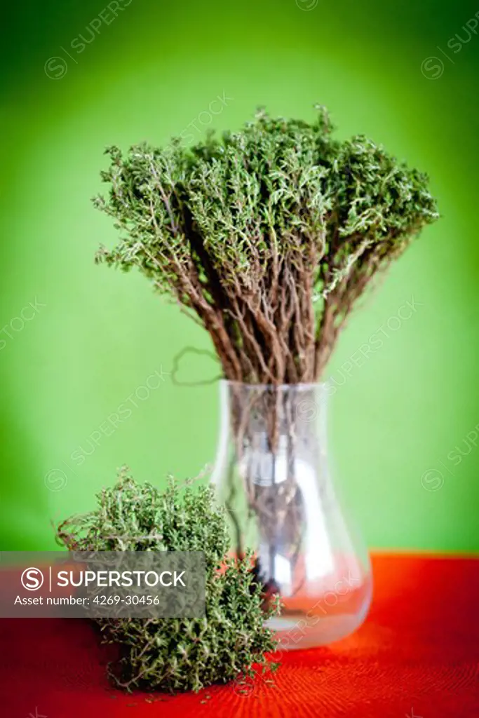 Thyme. Thymus vulgaris. This herb is used in cookery for its aromatic flavour. In phytotherapy, it is used as fluxing medium and expectorant, for cough and sorethroat (internal use), and disinfectant and revulsive (external use).