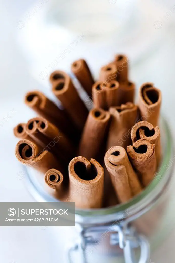 Cinnamon. Cinnamon sticks.