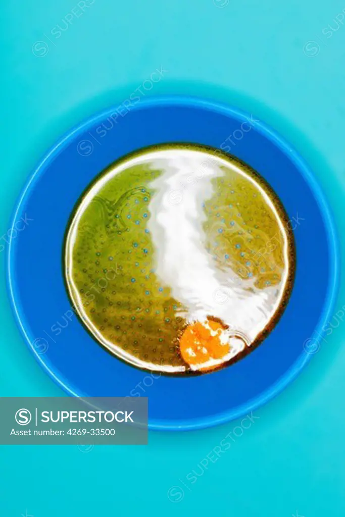 Vitamin C tablet dissolving in a glass of water