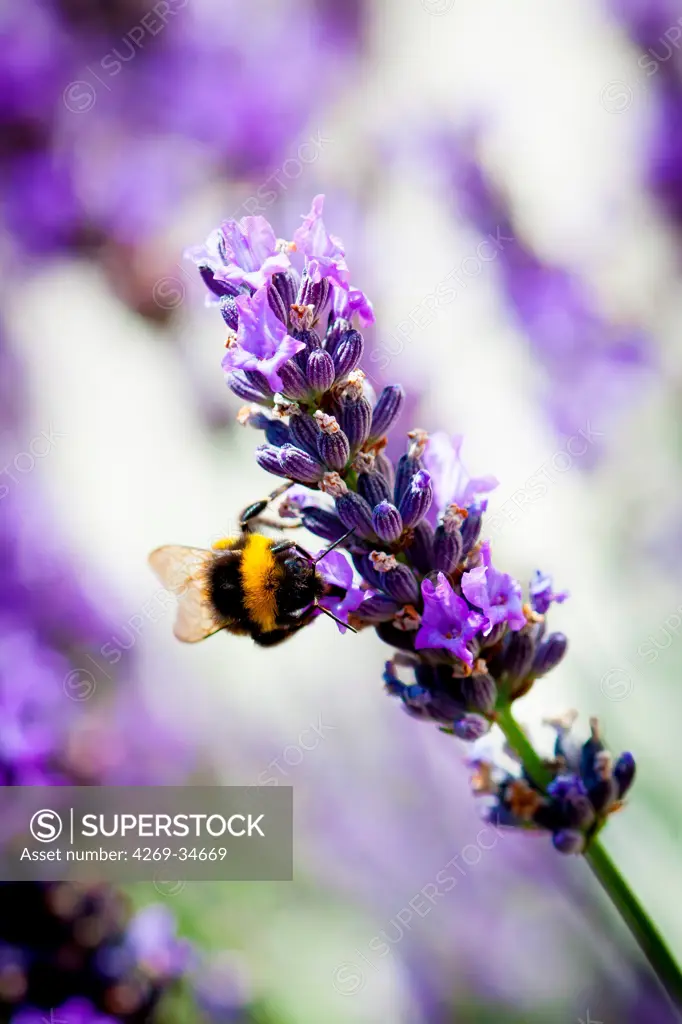 Bumblebee on lavender flower.