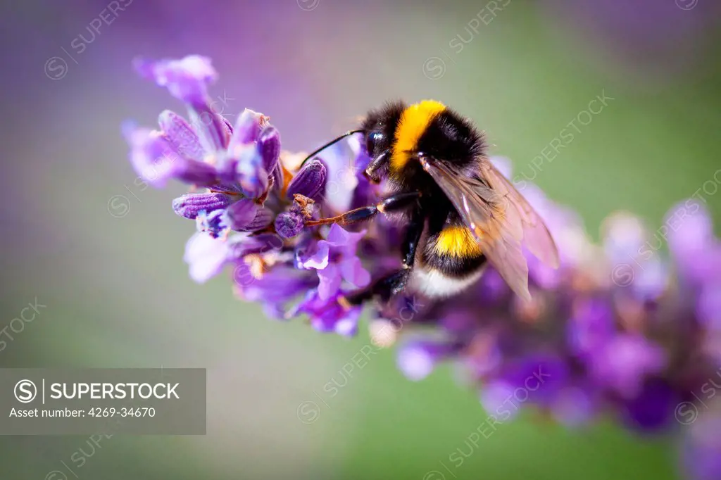 Bumblebee on lavender flower.