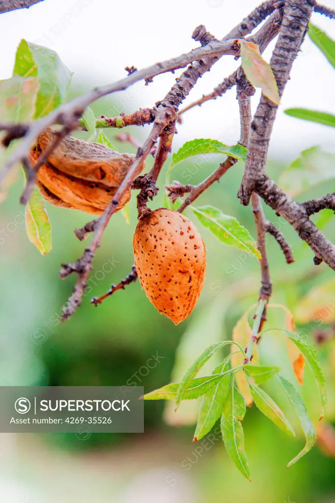 Mature almond fruits hanging on an almond tree (Prunus amygdalus)