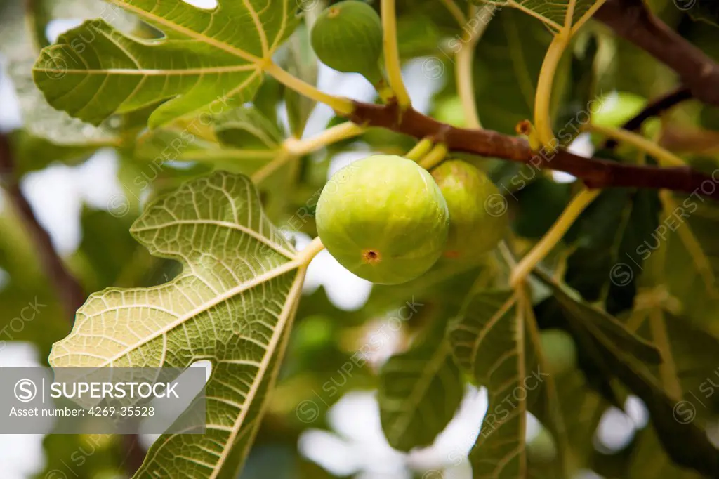 Fig tree with green figs