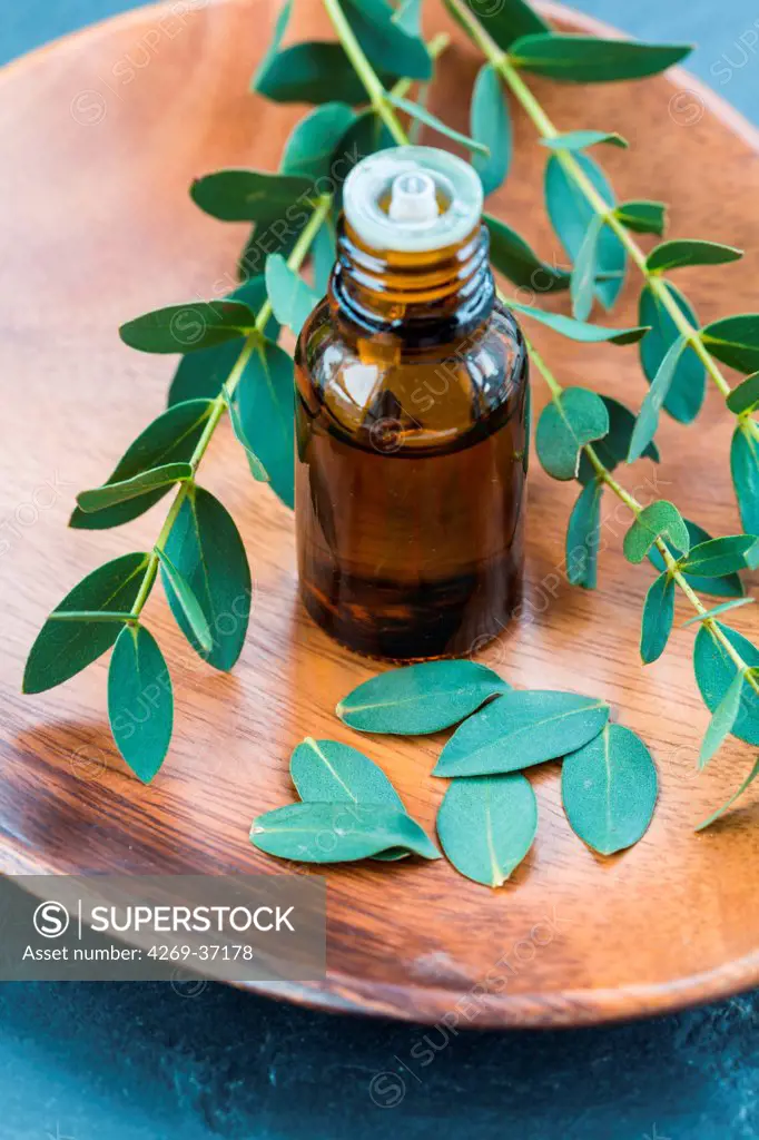 Aromatherapy, Essential oil of Eucalyptus