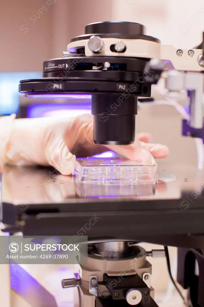 Technician at an in vitro fertilisation (IVF) clinic examining embryos under a microscope, Medically Assisted Procreation Laboratory, (CECOS), Bordeaux hospital, France.
