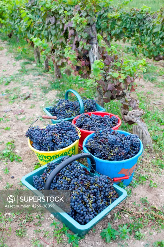 Traditional harvest on a farm southwest of France (Montignac-le-Coq, Charente). As in the past, the family, friends and neighbors gather for grape picking. This parcel of family vineyard is maintained to ensure the annual consumption of grape pickers.