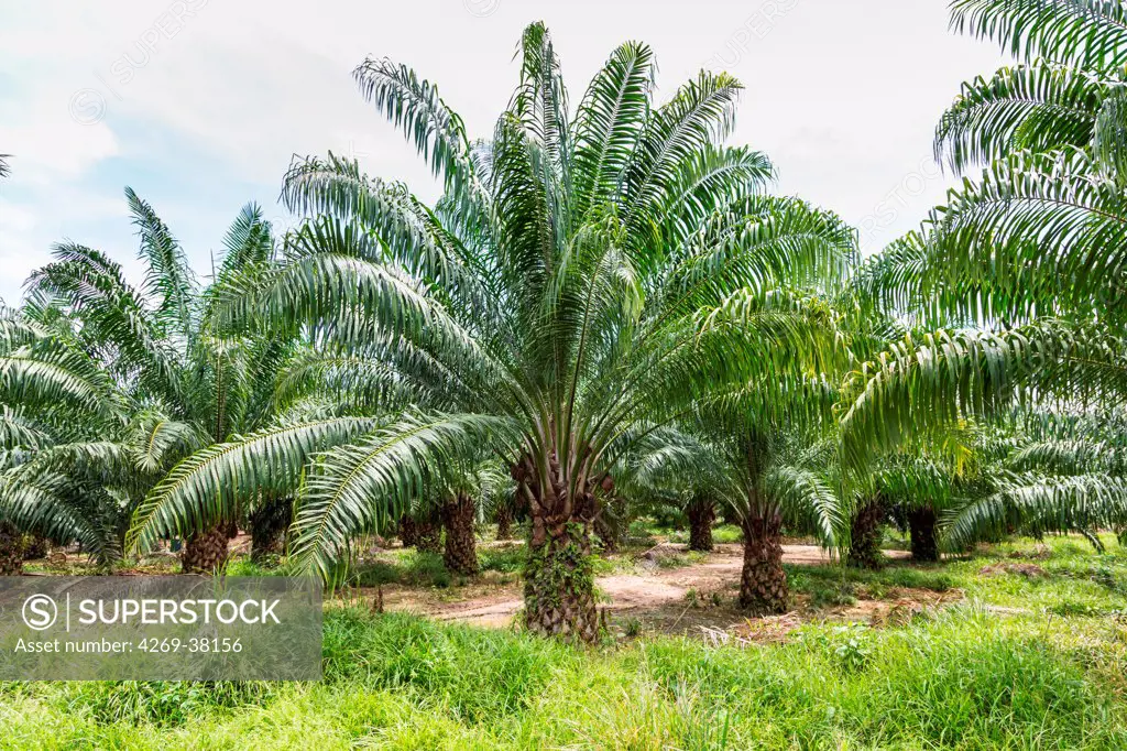 Oil palm trees (Elaeis guineensis) in a plantation, Guatemala.