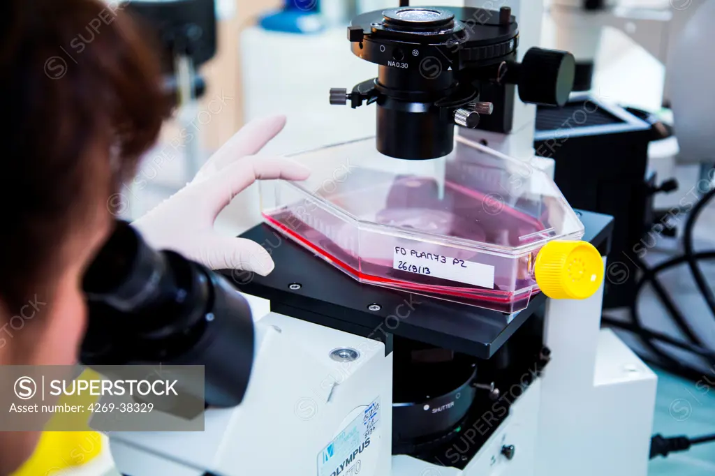 Researcher observing with microscope Mesenchymal Stem Cells (MSC) culture.