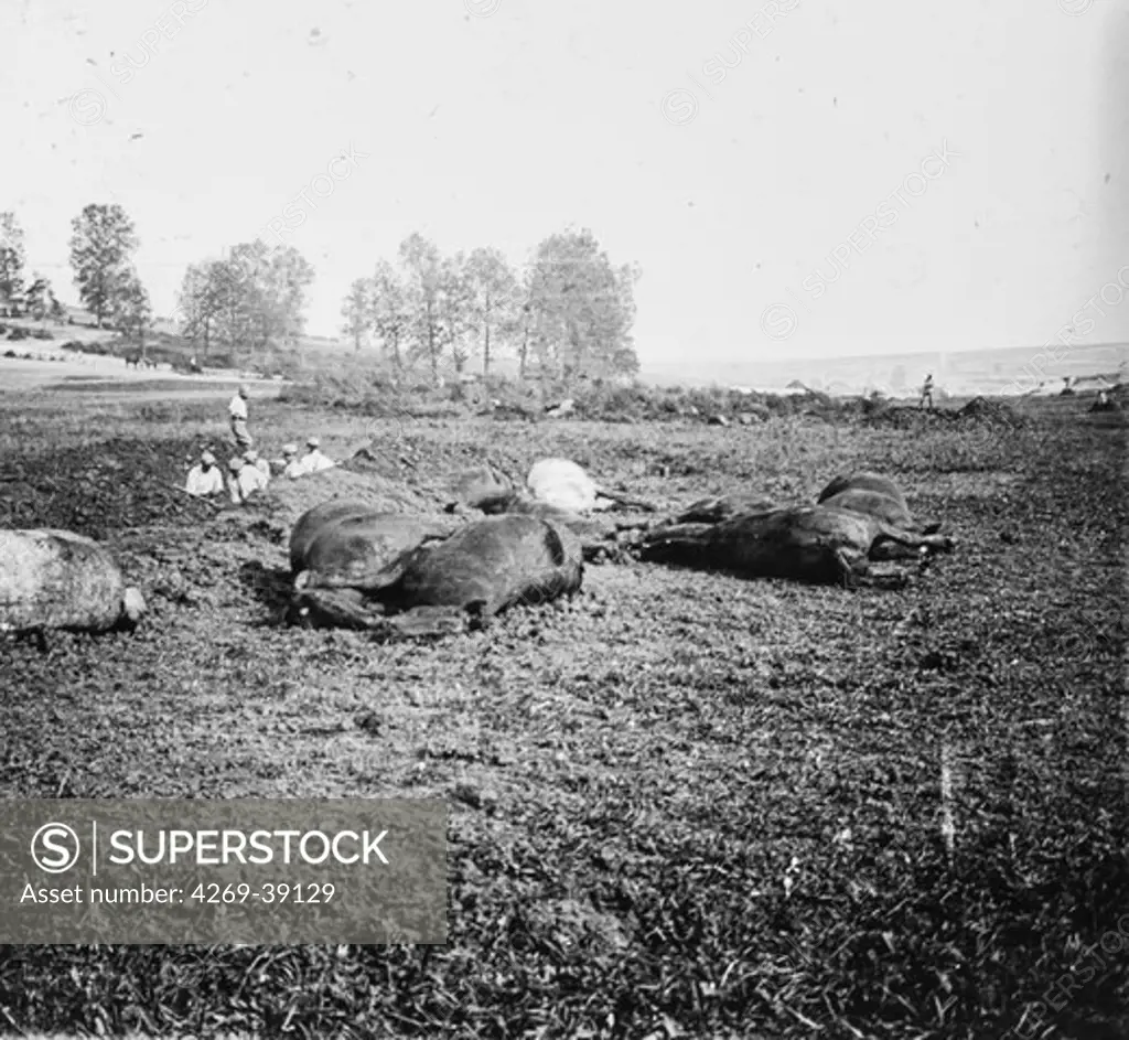 Dead horses killed by a bomb during the Battle of the Chemin des Dames in 1917.