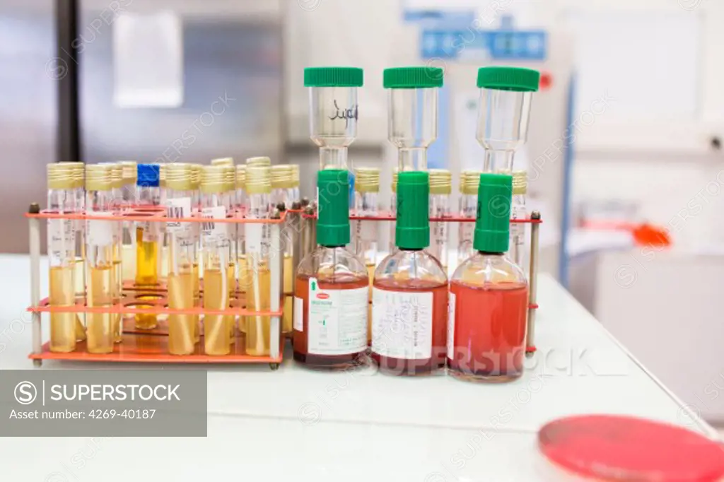 Bacterial and mycological cultures in a medical laboratory.