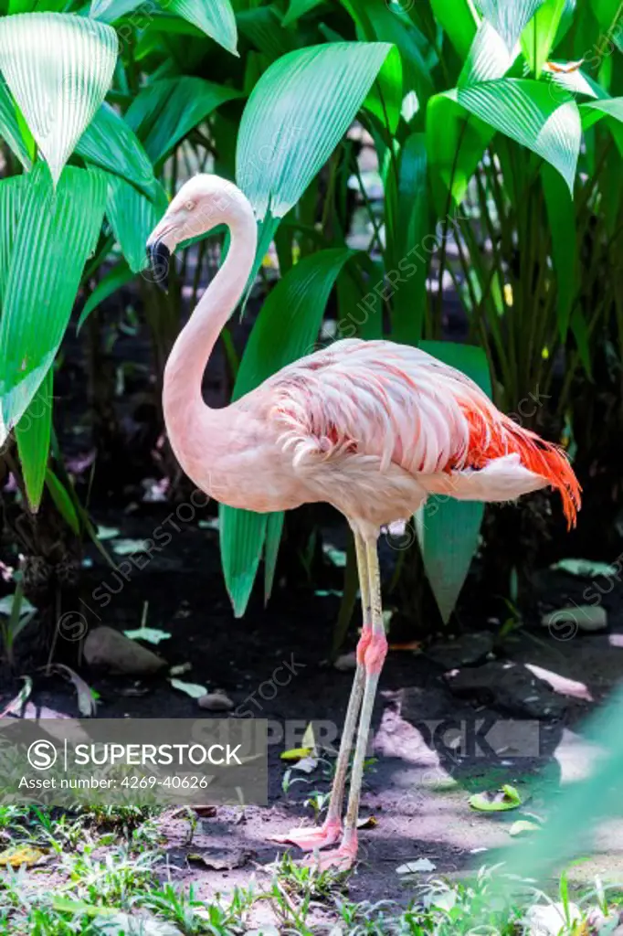 James's flamingo (Phoenicopterus jamesi).
