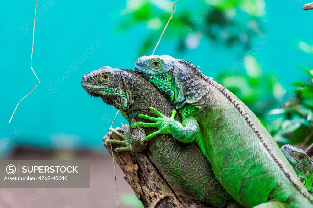 Green iguanas of Central America.