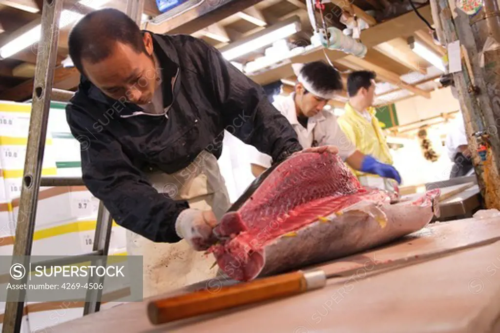 Tuna fish for sale at Tsukiji fish market, Tokyo, Japan. Processing of the fish before sale.