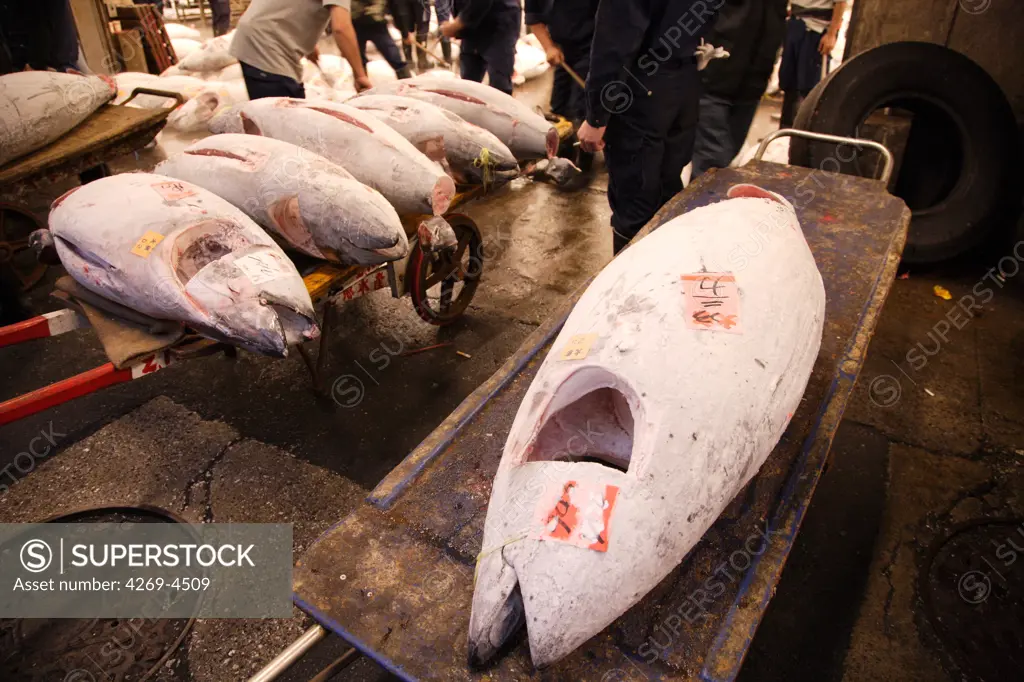 Frozen tuna fish for sale at Tsukiji fish market, Tokyo, Japan.