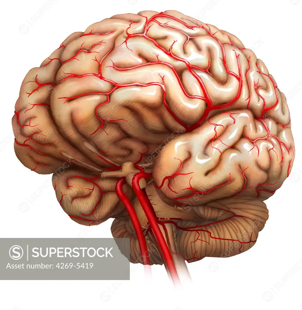 Artwork of the brain showing brain vessels.