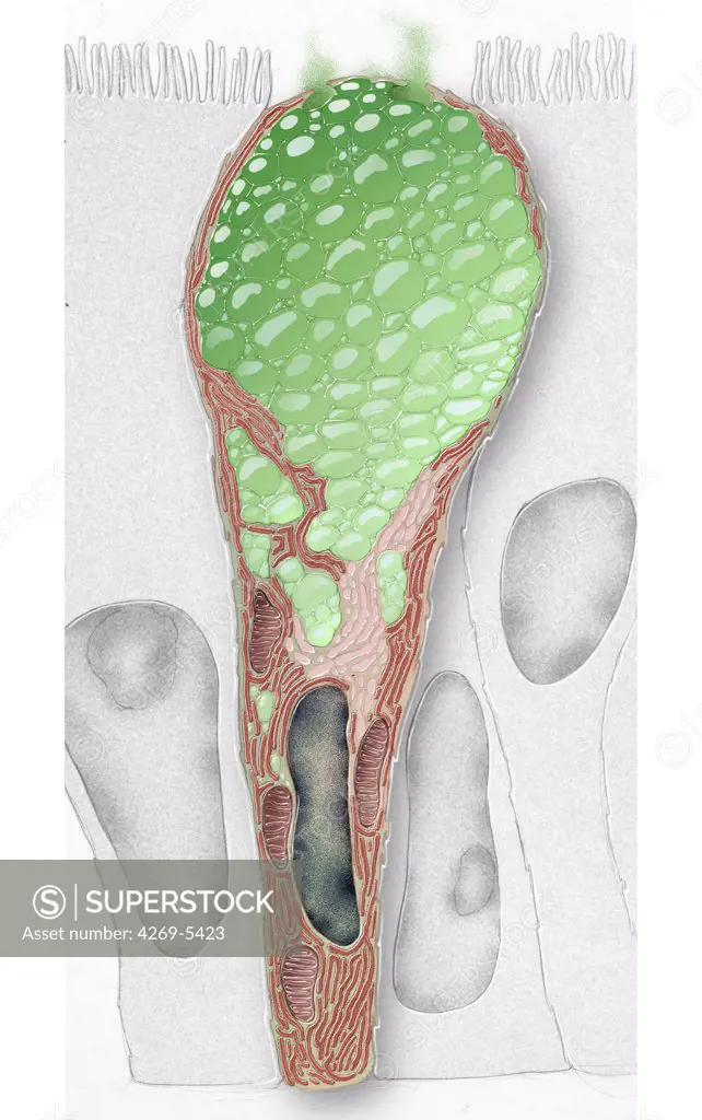 Artwork of a goblet cell. These cells produce mucus to protect gastric or intestine mucosa.