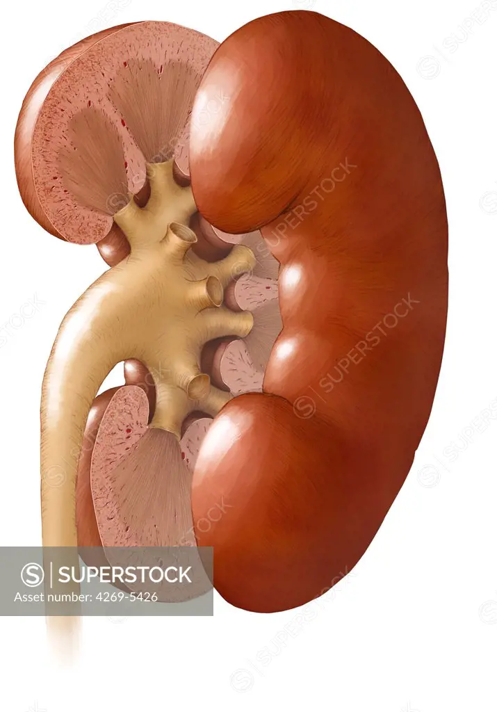Artwork of transvers section of a kidney. At center, the renal pelvis is drained by the ureter. The cone-shaped elements in the reniculus are the renal pyramids.