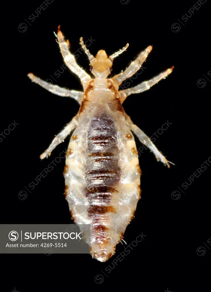 Photograph of a body louse Pediculus humanus.
