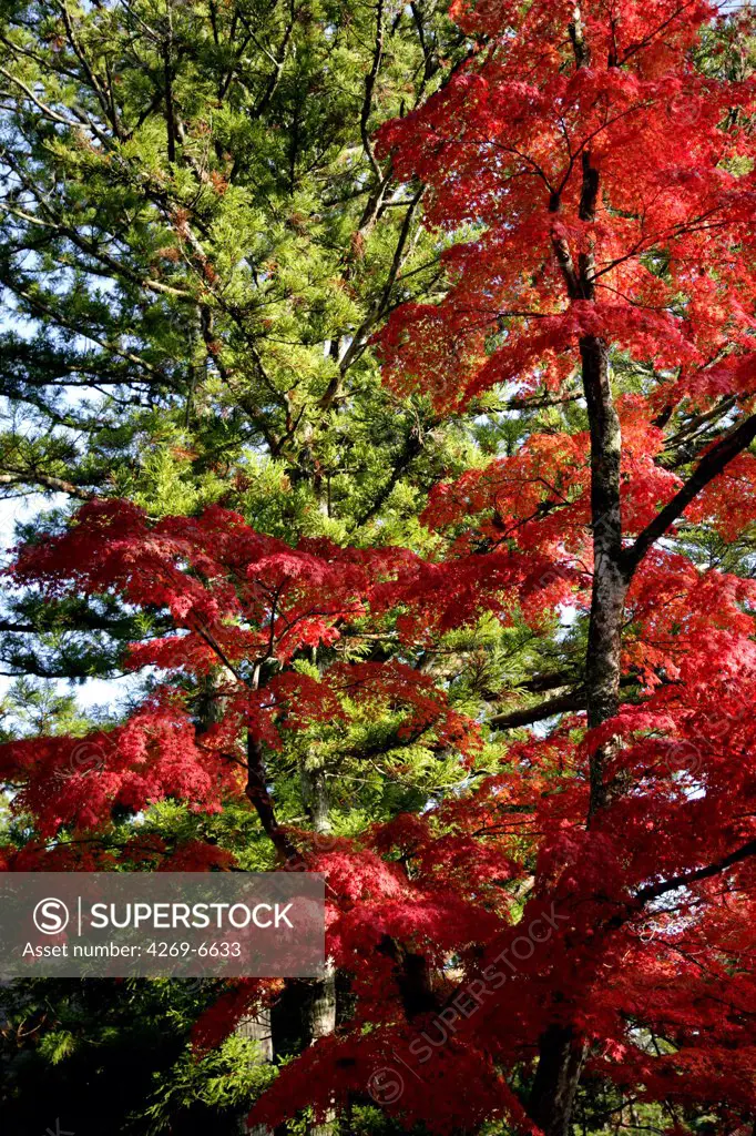 Pine tree and Japanese maple in autumn.