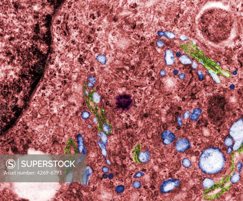 Transmission electron micrograph (TEM) of the Golgi apparatus of a cell. The piles of the membranous bags of the dictyosome are visible in green. They are surrounded by vesicles in blue. At center, the centrosome (dark spot).