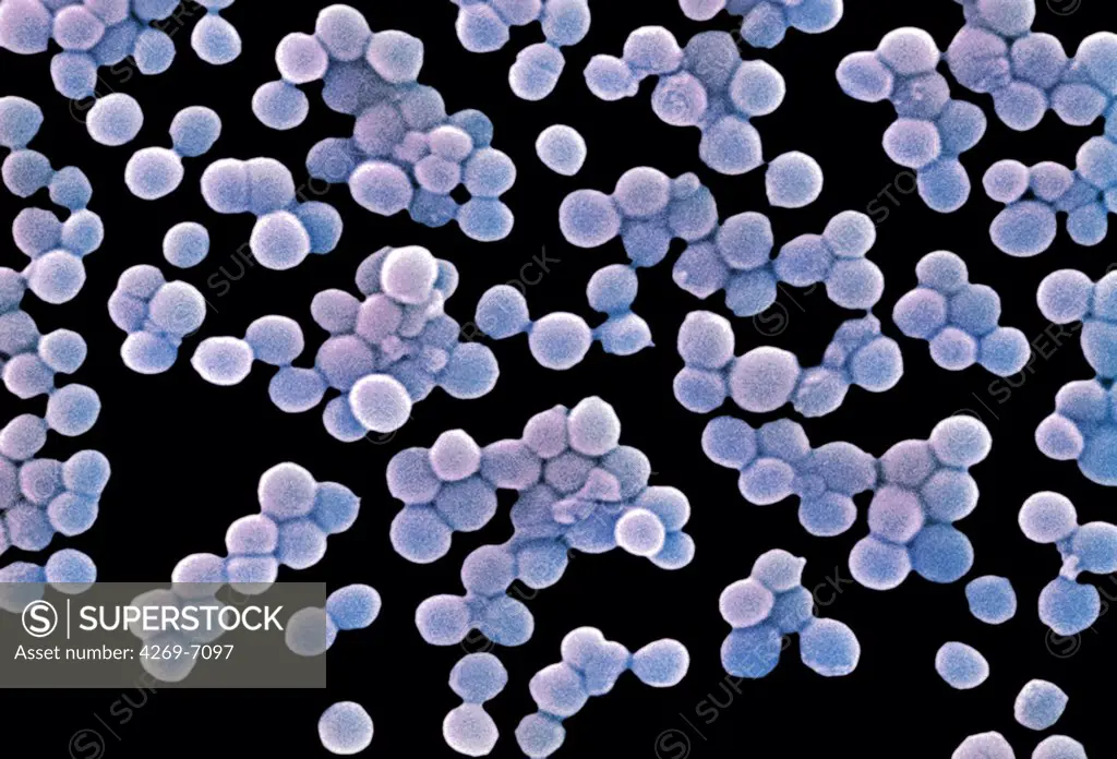 Scanning electron micrograph (SEM) of methicillin-resistant Staphylococcus aureus bacteria (MRSA); Magnification 9560x. This strain of Gram-positif bacterium has developed wide-ranging antibiotic resistance such as methicillin, and are hospital pathogens.