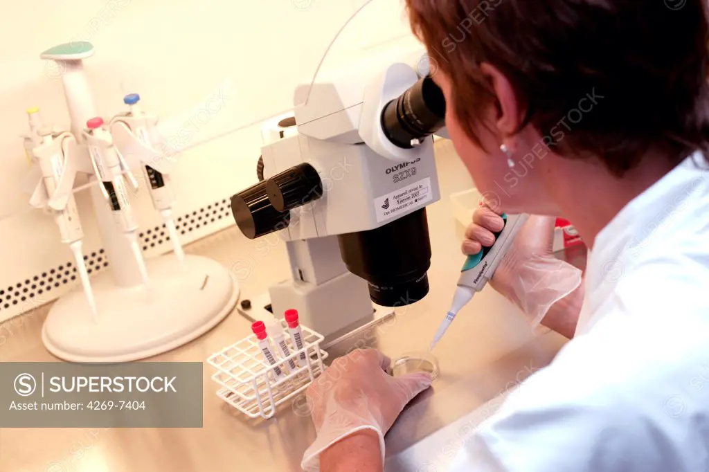 Technician using a light microscope to human egg cells (ovum) and fertilized eggs (embryos) during in vitro fertilisation (IVF). Medically Assisted Procreation Laboratory, Limoges hospital, France.