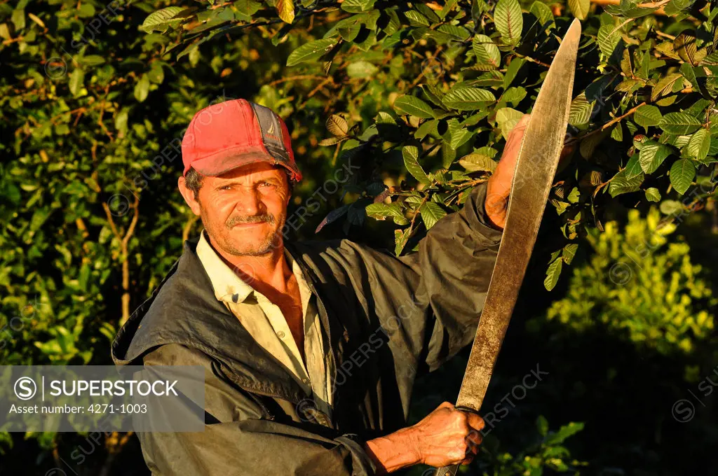 Nicaragua, Dipilto, Portrait of farmer collecting coffee in the mountainous Nueva Segovia