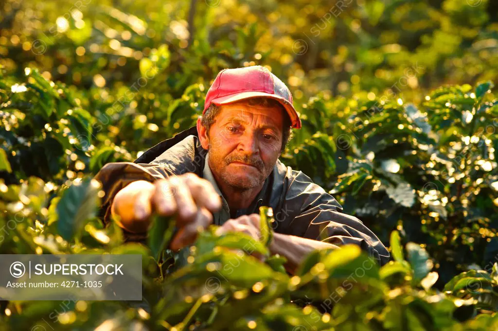 Nicaragua, Dipilto, Farmer collecting coffee in the mountainous Nueva Segovia
