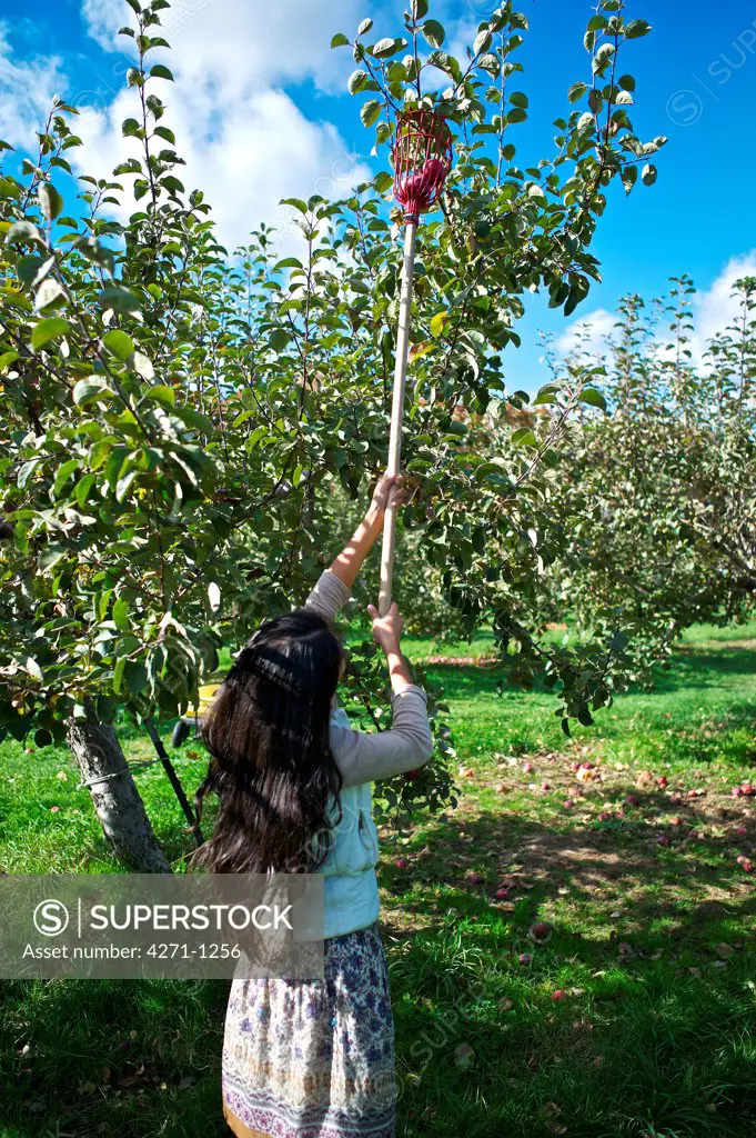 Apple picking at Orchard