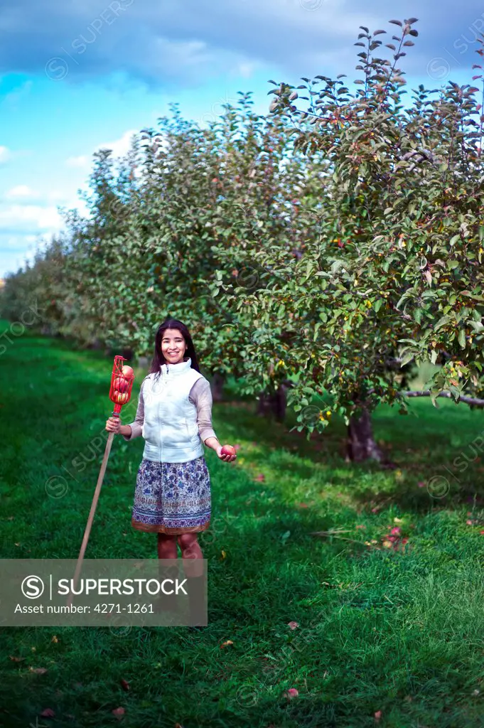 Apple picking at Orchard