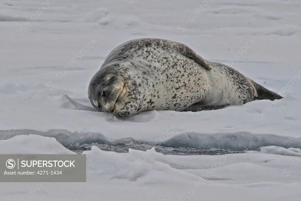 Antarctic, Pleneau Island, Leopard seal (Hydrurga leptonyx) on packed ice