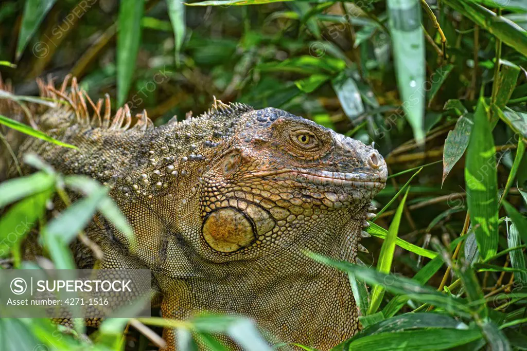 Costa Rica, Green iguana (iguana iguana)