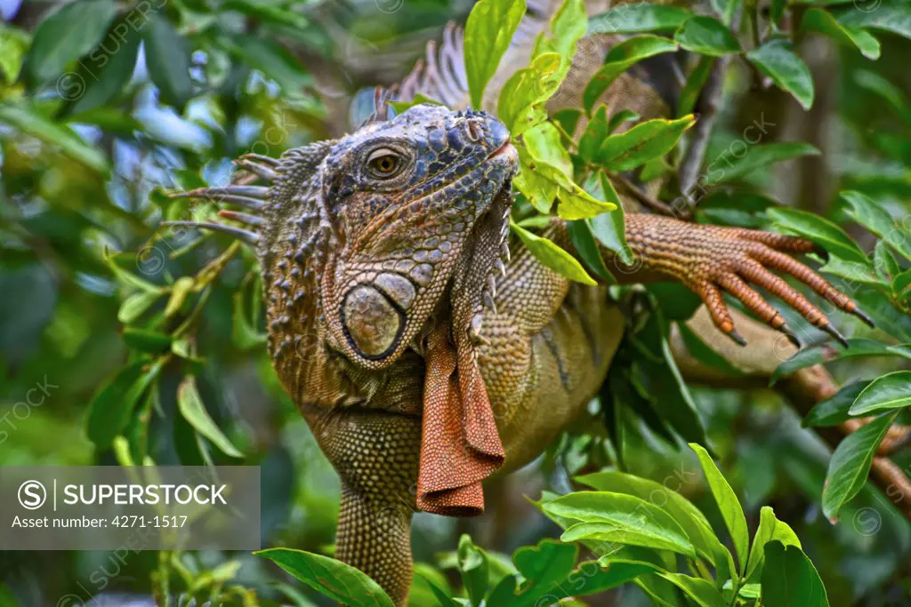 Costa Rica, Green iguana (iguana iguana)