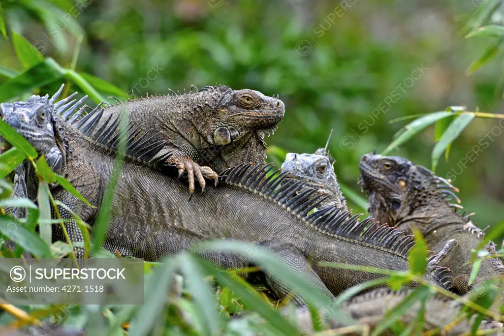 Costa Rica, Green iguana (iguana iguana)