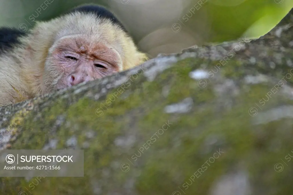 Costa Rica, Manuel Antonio National Park, White-headed capuchin (Cebus capucinus )