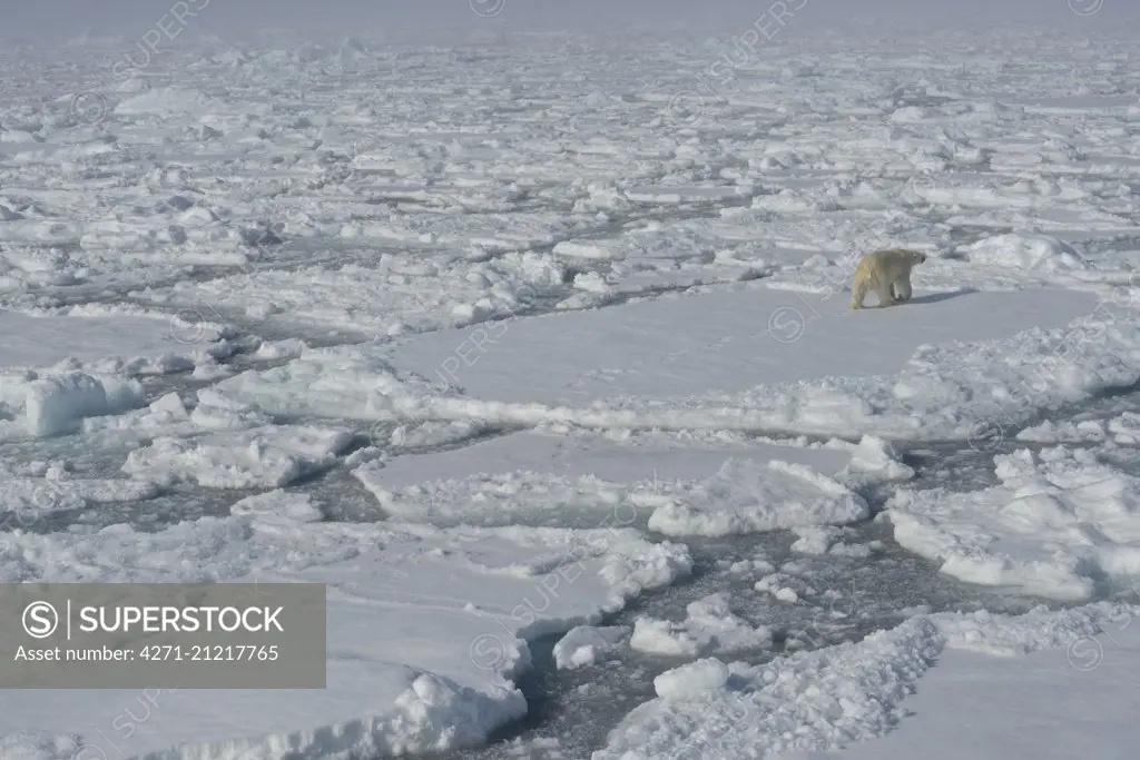 Ice edge at 82,11 degrees North. Svalbard Archipelago, Arctic Norway.