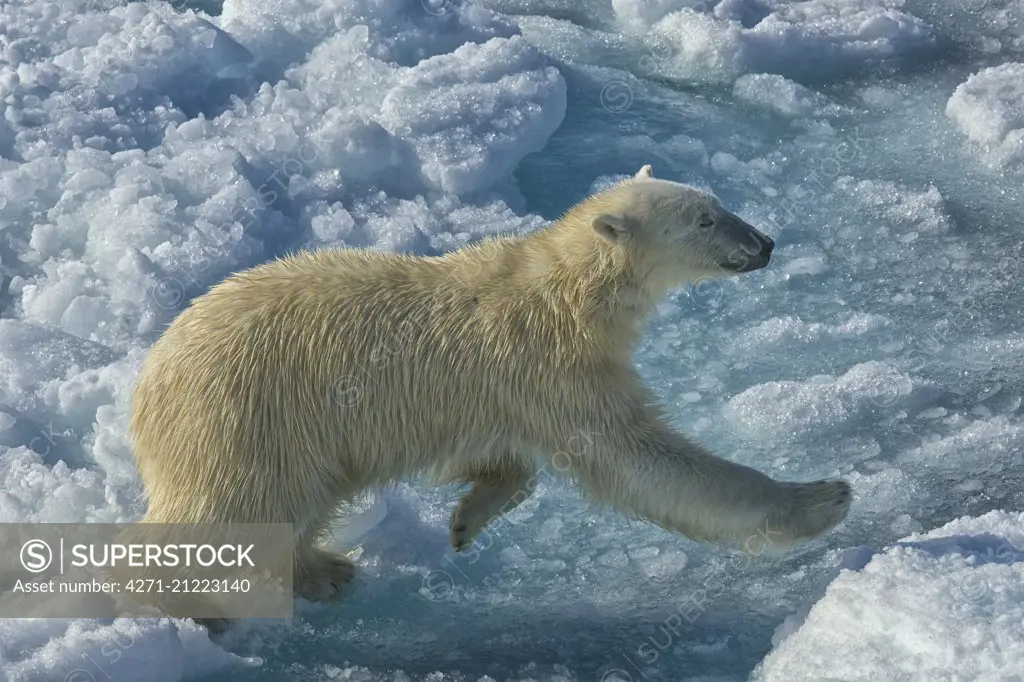 Polar bear (Ursus maritimus) on the Ice edge at 82,11 degrees North. Svalbard Archipelago, Arctic Norway.
