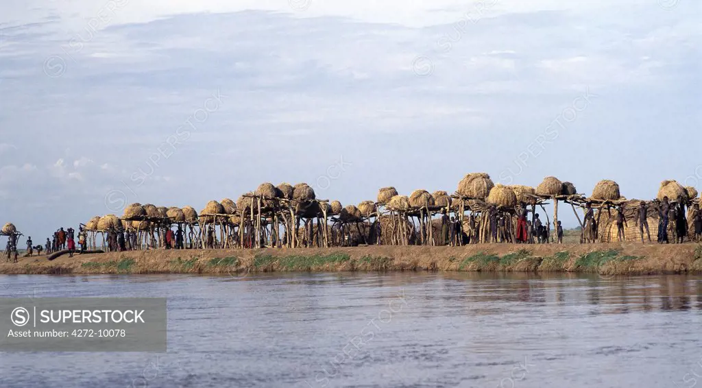 A cluster of Dassanech granaries line the banks of the Omo River.  The dome shaped granaries are kept high off the ground to protect them from flood damage. The Omo River rises in the Ethiopian Highlands and flows for over 600 miles before discharging its waters into the northern end of Lake Turkana.