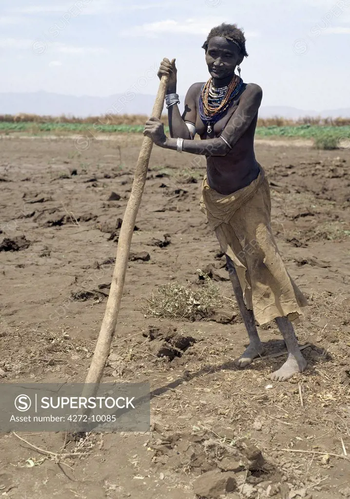 An old Dassanech woman prepares her fields beside the Omo River with a digging stick in readiness to plant sorghum.  This crude form of  agricultural implement is in common use in this remote part of Ethiopia.