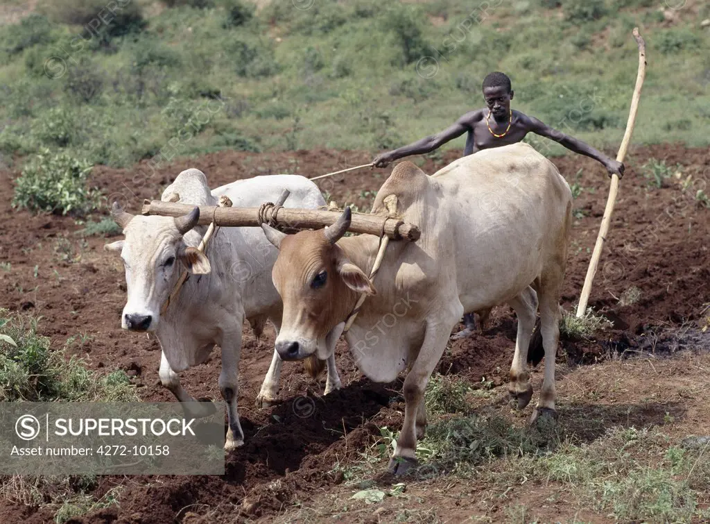 A Konso man ploughs his land with two yoked oxen.  In the absence of modern farming methods, a wooden stave serves as his plough. Traditional agricultural methods are widely used in Ethiopia.